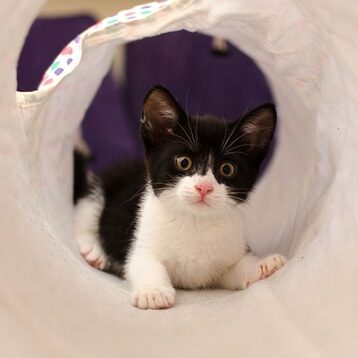 Gatito en Túnel para Gatos