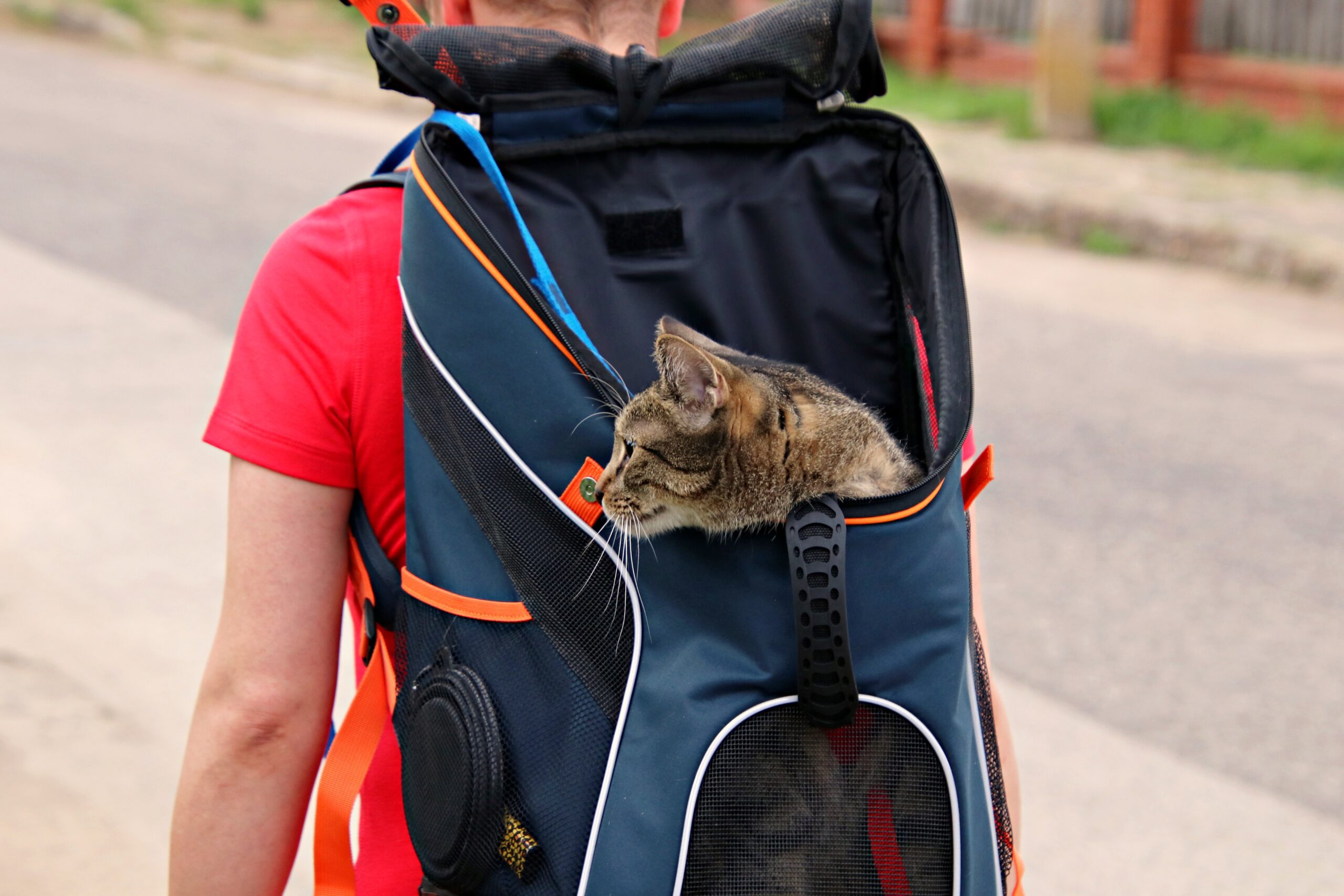 Mochilas para Gatos